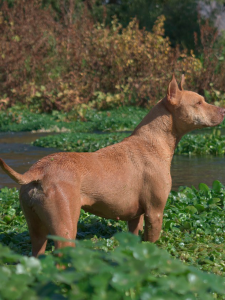 Perro3